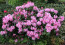 Rhododendron hybride 'Scintillation'