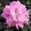 Rhododendron hybride 'Seestadt Bremerhaven'