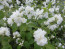 Philadelphus 'Snowflake'