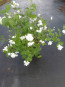 Philadelphus 'Snowflake'